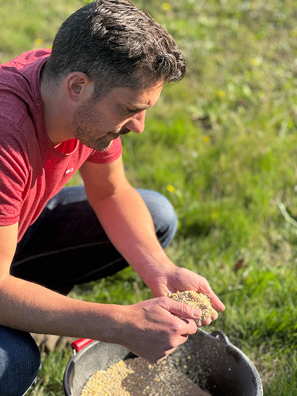 Éleveur examinant des céréales pour l’alimentation des poules pondeuses