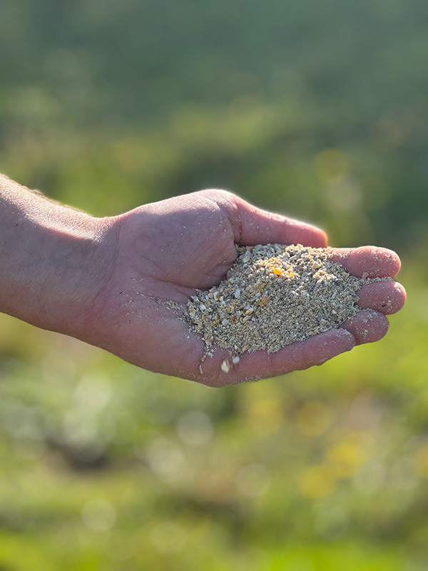Alimentation concassée artisanale pour poules pondeuses
