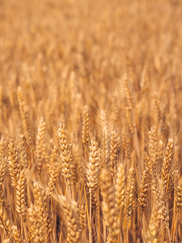 Champ de blé doré, ingrédient principal de l’alimentation des poules