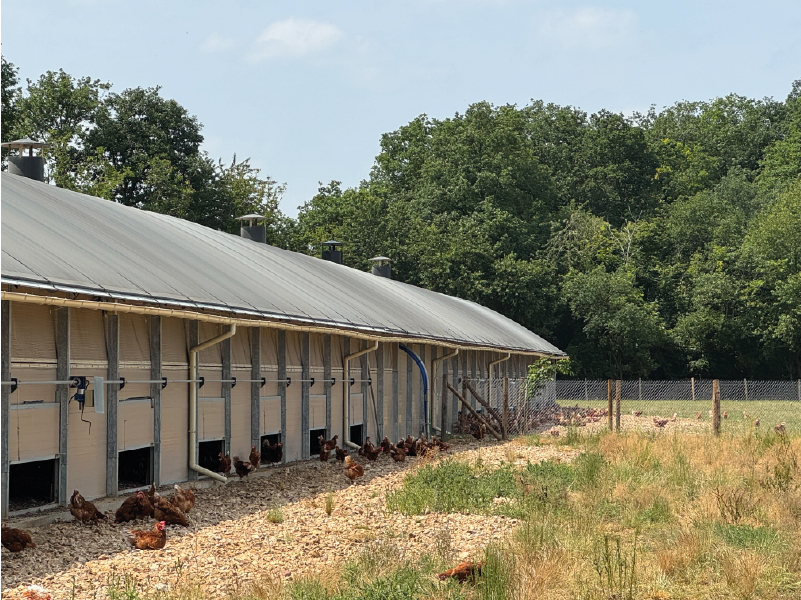 Poulailler moderne de L’Œuf du Vieux Pressoir avec accès plein air pour les poules en Normandie.