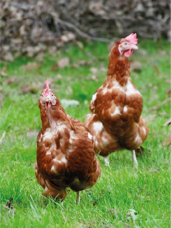 Deux poules rousses élevées en plein air sur une prairie verdoyante en Normandie.